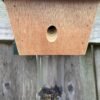 Best Carpenter Bee Traps
